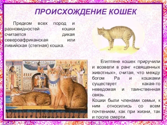 Предком всех пород и разновидностей кошки считается дикая североафриканская или ливийская (степная)