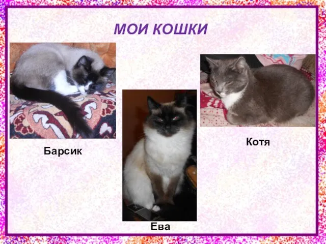 МОИ КОШКИ Ева Котя Барсик