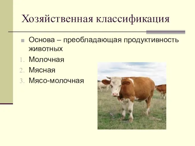 Хозяйственная классификация Основа – преобладающая продуктивность животных Молочная Мясная Мясо-молочная