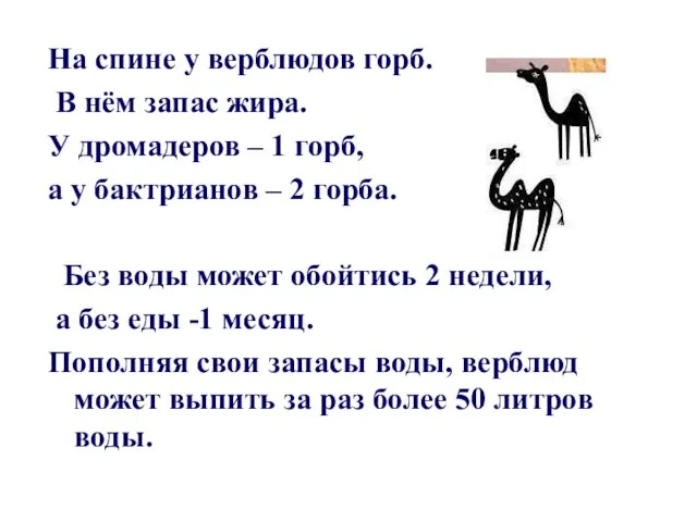 На спине у верблюдов горб. В нём запас жира. У дромадеров –