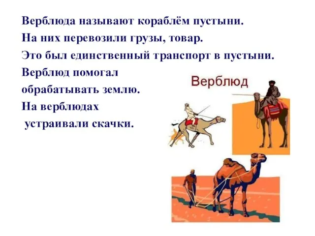 Верблюда называют кораблём пустыни. На них перевозили грузы, товар. Это был единственный