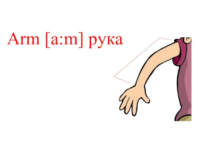 Arm [a:m] рука