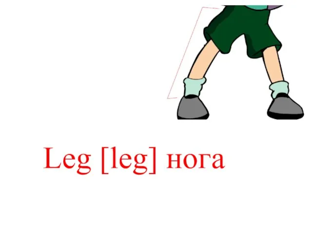 Leg [leg] нога