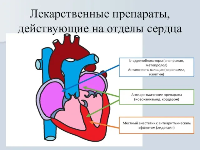 Лекарственные препараты, действующие на отделы сердца