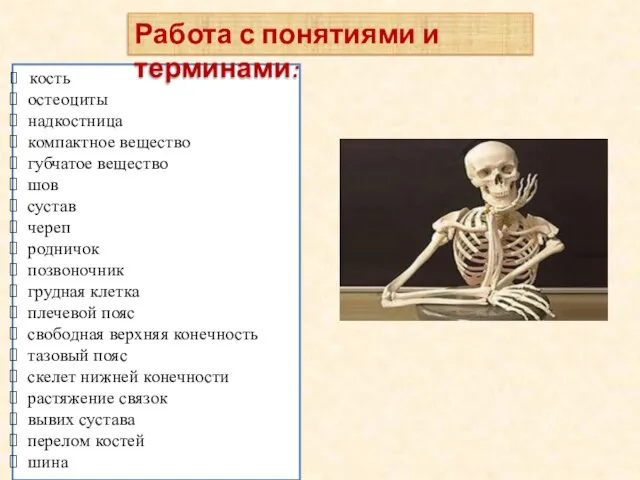 кость остеоциты надкостница компактное вещество губчатое вещество шов сустав череп родничок позвоночник