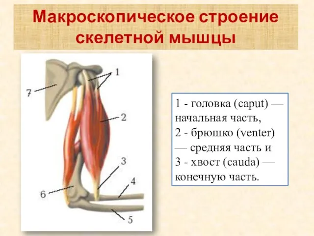 Макроскопическое строение скелетной мышцы 1 - головка (caput) — начальная часть, 2