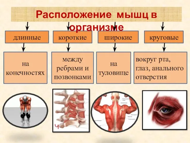 длинные короткие широкие круговые на конечностях на туловище между ребрами и позвонками