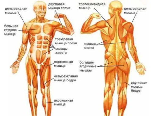 Основные группы скелетных мышц Работа в группах по заданию: Используя материал на