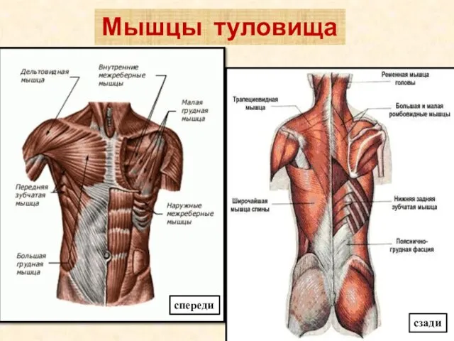 Мышцы туловища спереди сзади