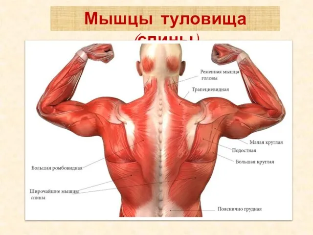 Мышцы туловища (спины)