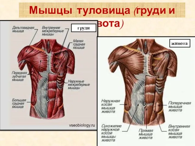 Мышцы туловища (груди и живота) груди живота