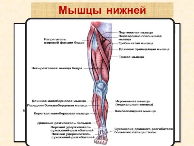 Мышцы нижней конечности тазового пояса