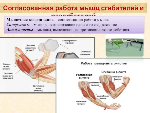 Согласованная работа мышц сгибателей и разгибателей Мышечная координация – согласованная работа мышц.