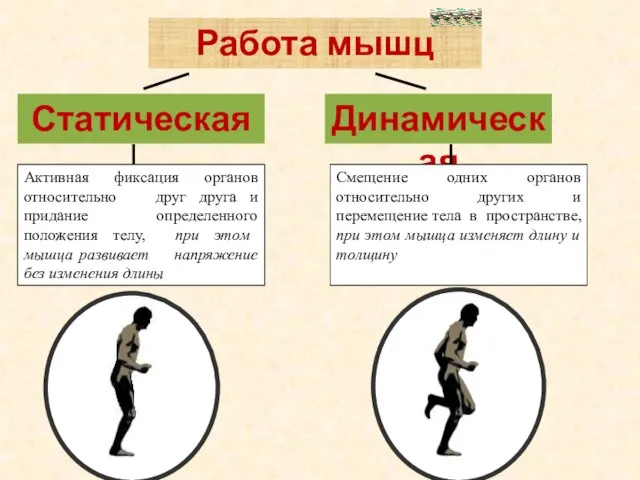 Работа мышц Статическая Динамическая Активная фиксация органов относительно друг друга и придание