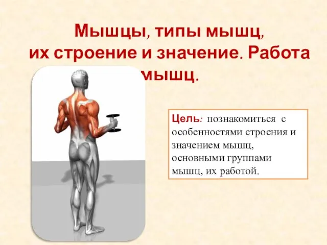 Мышцы, типы мышц, их строение и значение. Работа мышц. Цель: познакомиться с