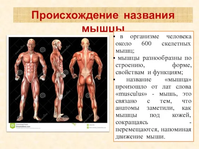 Происхождение названия мышцы в организме человека около 600 скелетных мышц; мышцы разнообразны