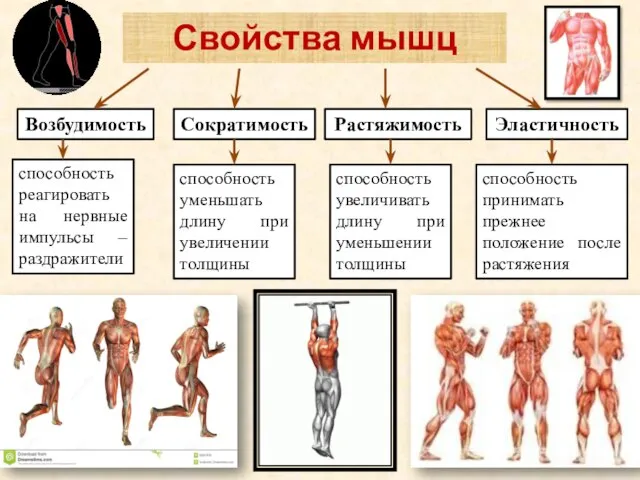 Свойства мышц Возбудимость Сократимость Растяжимость Эластичность способность реагировать на нервные импульсы –