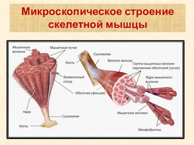 Микроскопическое строение скелетной мышцы