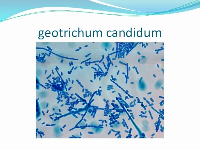 geotrichum candidum