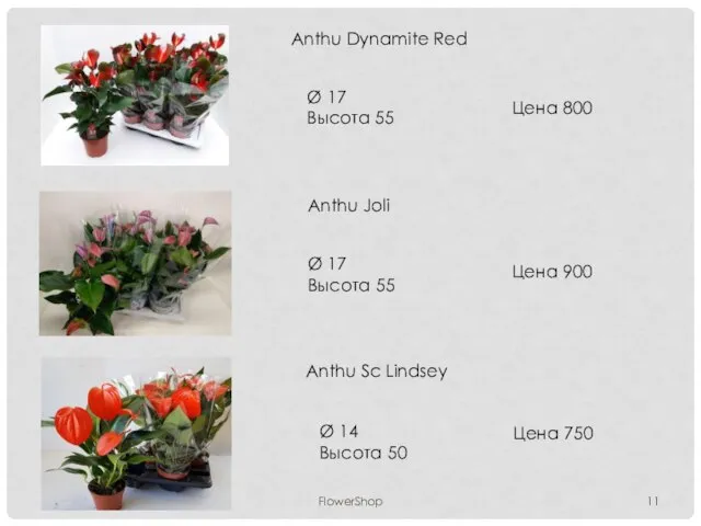 FlowerShop Anthu Dynamite Red Ø 17 Высота 55 Цена 800 Anthu Joli