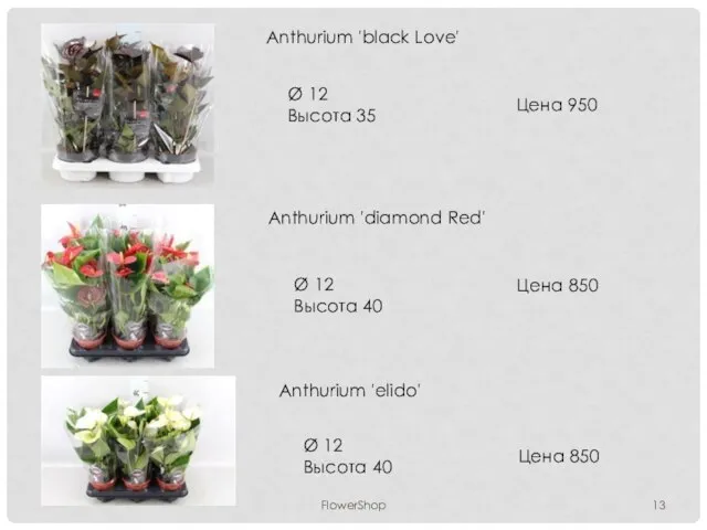 FlowerShop Anthurium 'black Love' Ø 12 Высота 35 Цена 950 Anthurium 'diamond