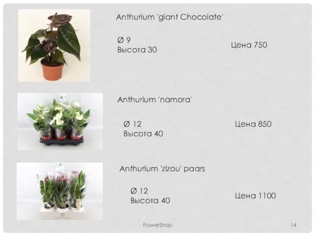 FlowerShop Anthurium 'giant Chocolate' Ø 9 Высота 30 Цена 750 Anthurium 'namora'