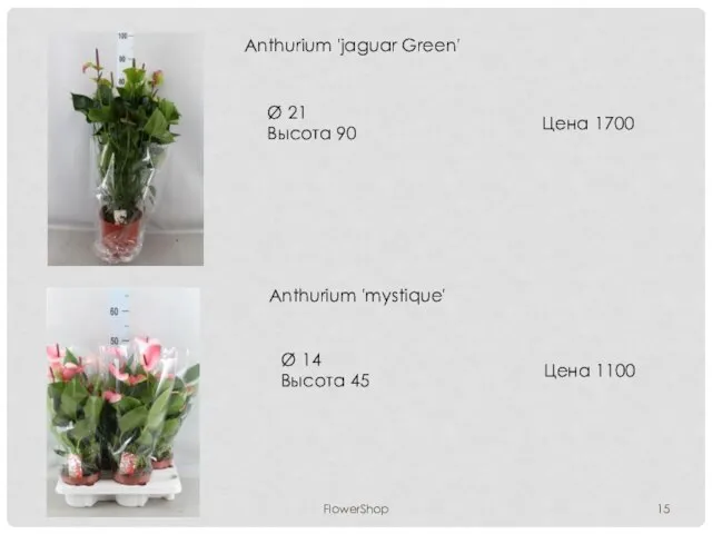 FlowerShop Anthurium 'jaguar Green' Ø 21 Высота 90 Цена 1700 Anthurium 'mystique'