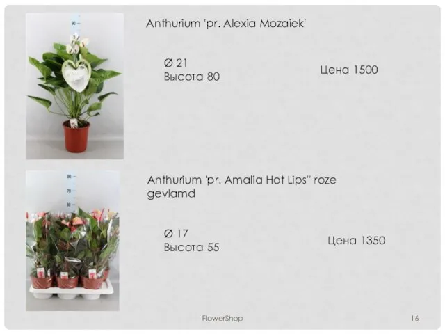 FlowerShop Anthurium 'pr. Alexia Mozaiek' Ø 21 Высота 80 Цена 1500 Anthurium
