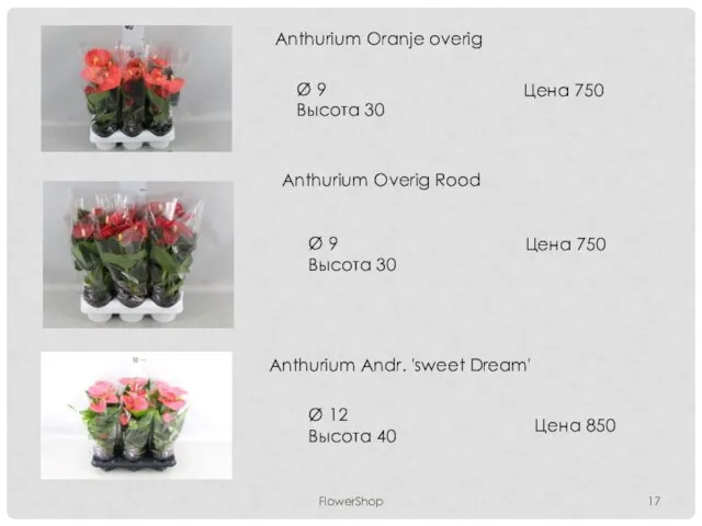 FlowerShop Anthurium Oranje overig Ø 9 Высота 30 Цена 750 Anthurium Overig