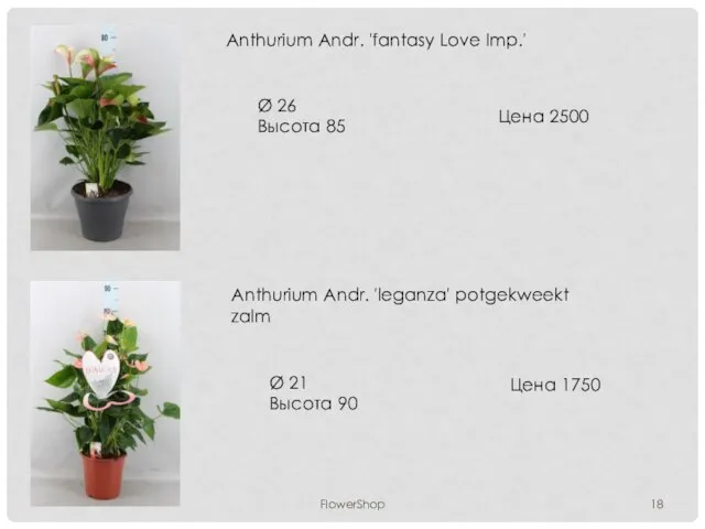 FlowerShop Anthurium Andr. 'fantasy Love Imp.' Ø 26 Высота 85 Цена 2500