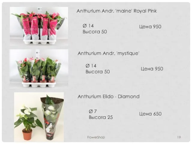 FlowerShop Anthurium Andr. 'maine' Royal Pink Ø 14 Высота 50 Цена 950