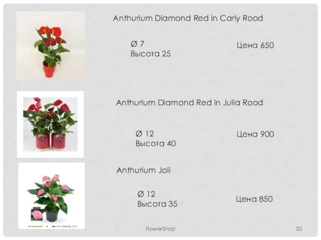 FlowerShop Anthurium Diamond Red In Carly Rood Ø 7 Высота 25 Цена