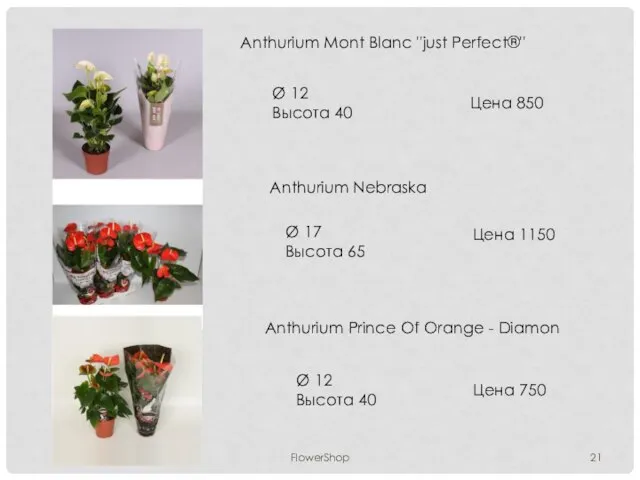 FlowerShop Anthurium Mont Blanc ''just Perfect®'' Ø 12 Высота 40 Цена 850