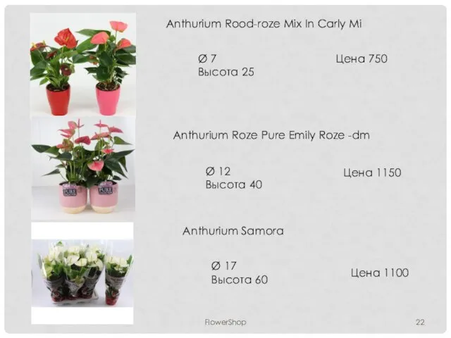 FlowerShop Anthurium Rood-roze Mix In Carly Mi Ø 7 Высота 25 Цена