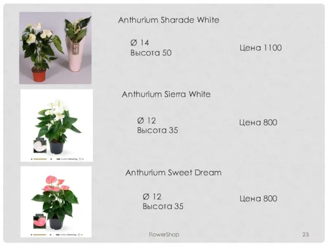 FlowerShop Anthurium Sharade White Ø 14 Высота 50 Цена 1100 Anthurium Sierra