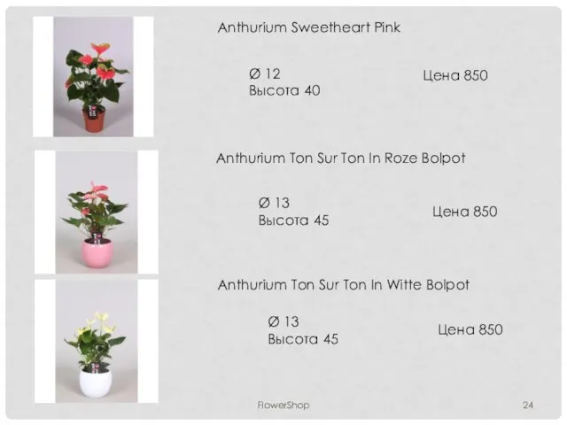 FlowerShop Anthurium Sweetheart Pink Ø 12 Высота 40 Цена 850 Anthurium Ton