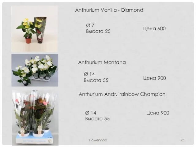 FlowerShop Anthurium Vanilla - Diamond Ø 7 Высота 25 Цена 600 Anthurium