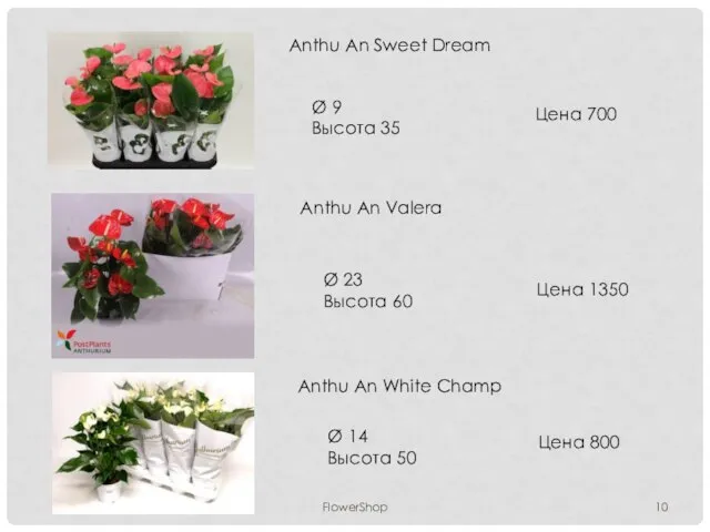FlowerShop Anthu An Sweet Dream Ø 9 Высота 35 Цена 700 Anthu