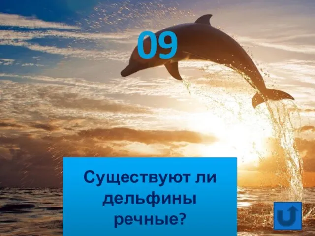 Существуют ли дельфины речные? 09