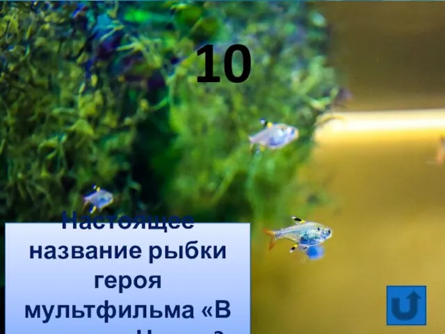Настоящее название рыбки героя мультфильма «В поисках Немо»? 10