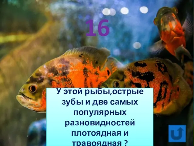 У этой рыбы,острые зубы и две самых популярных разновидностей плотоядная и травоядная ? 16