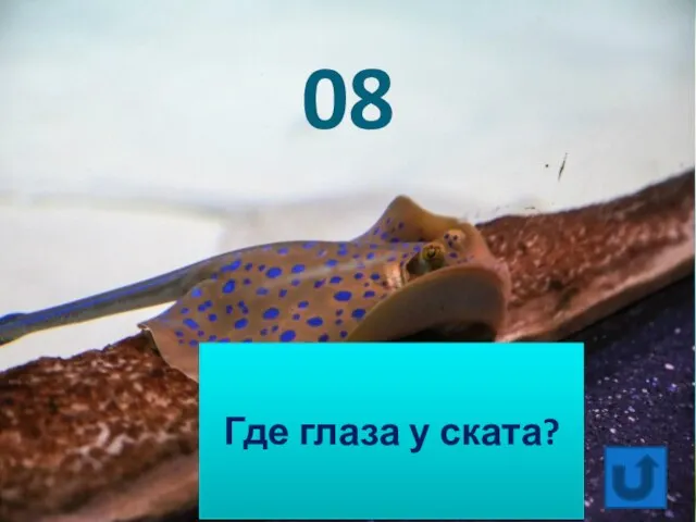 Где глаза у ската? 08