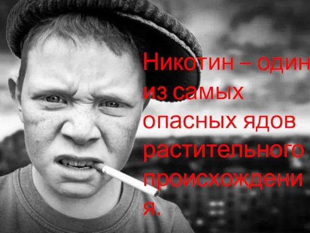 Никотин – один из самых опасных ядов растительного происхождения.