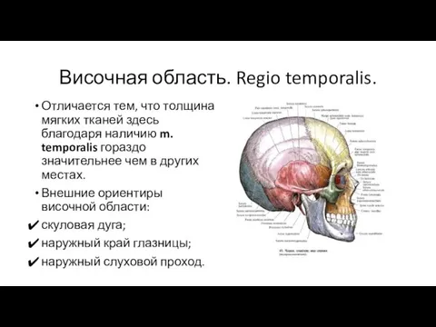 Височная область. Regio temporalis. Отличается тем, что толщина мягких тканей здесь благодаря