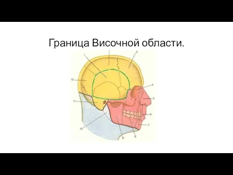 Граница Височной области.