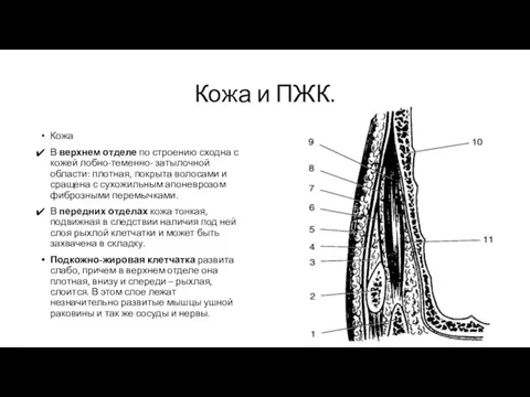 Кожа и ПЖК. Кожа В верхнем отделе по строению сходна с кожей