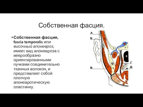 Собственная фасция. Собственная фасция, fascia temporalis или височный апоневроз, имеет вид апоневроза