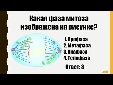 Какая фаза митоза изображена на рисунке? Профаза Метафаза Анафаза Телофаза Ответ: 3