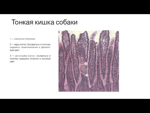 Тонкая кишка собаки