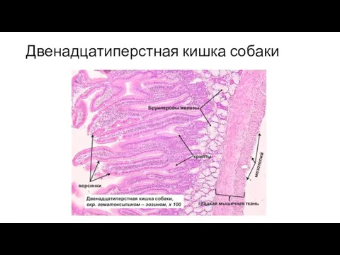 Двенадцатиперстная кишка собаки